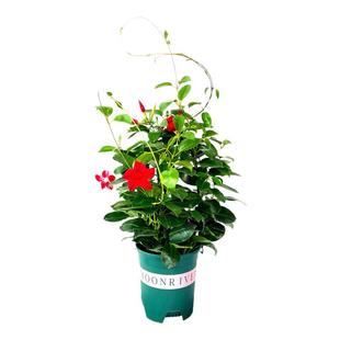 粉色双喜藤飘香藤盆栽带花红禅攀援阳台无刺爬藤植物四季庭院绿化