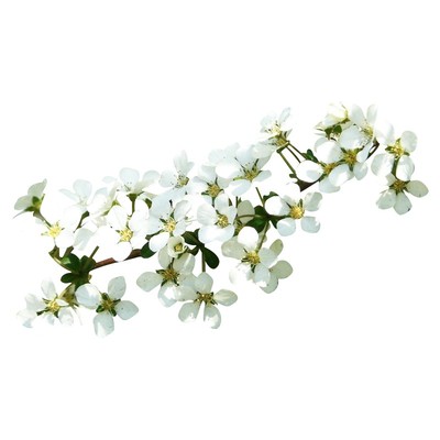 喷雪花雪柳浓香多花意境清新幽美