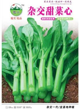 菜心种子粗条油青甜菜苔种蔬菜籽