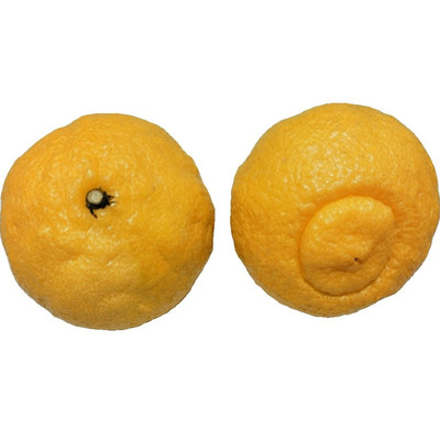 象山青黄金贡柚春香带叶顺丰