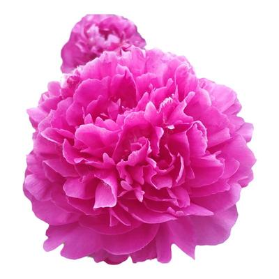 芍药花苗重瓣带芽山东菏泽花卉