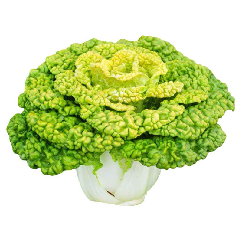 黄心乌塌菜秧苗正宗高产秧苗