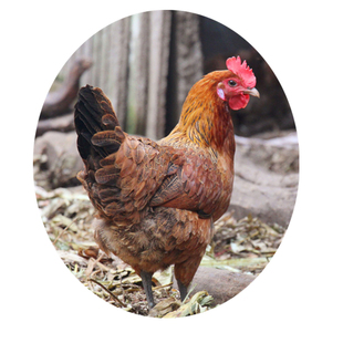 正宗农家散养土鸡 山里老母鸡 老鸡 柴鸡 草鸡 活鸡3年老母鸡新鲜