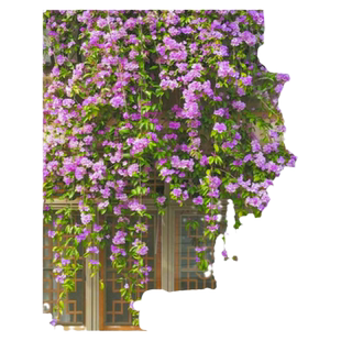 蒜香藤花苗带花紫铃藤爬藤植物盆栽庭院阳台耐寒花卉绿植带花发货