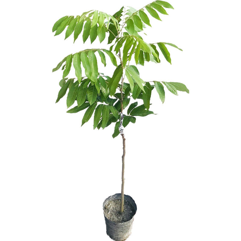 龙眼苗嫁接石峡龙眼南方种植四季