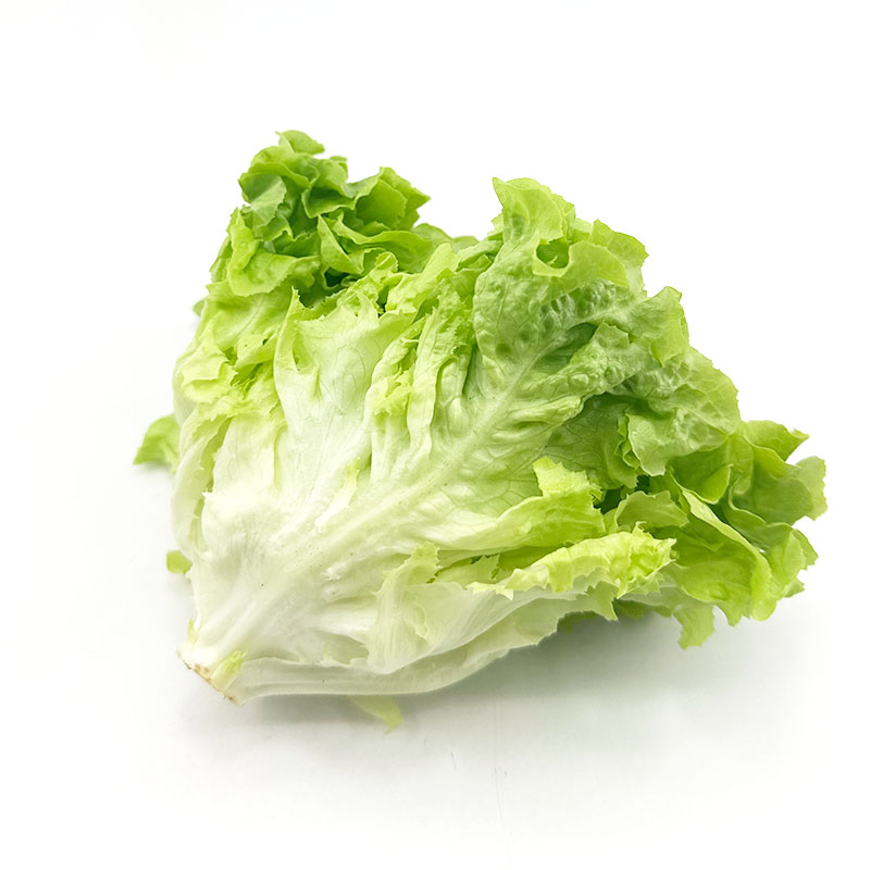 新鲜绿橡叶生菜西餐沙拉色拉食材