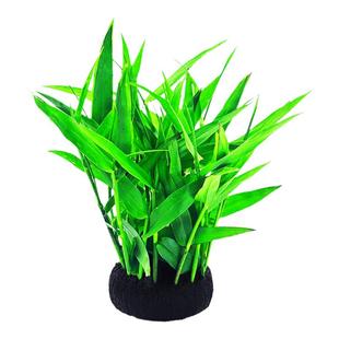 鱼缸水草植物青竹大坨草增氧阴性增氧淡水新手懒人造景水培坨草