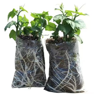 佛手瓜种苗龙须菜种苗福寿瓜苗秧苗种子春夏季爬藤高产扶手瓜种瓜