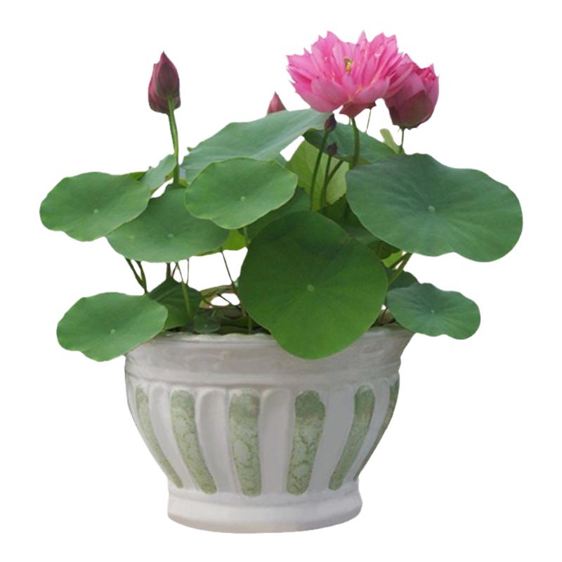 荷花盆栽水桶水缸种植莲藕睡莲家庭室内外小型荷花水池水养莲花苗