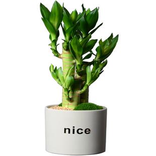 桌面富贵竹绿植招财植物办公桌小盆栽节节高室内花卉办公室文昌竹
