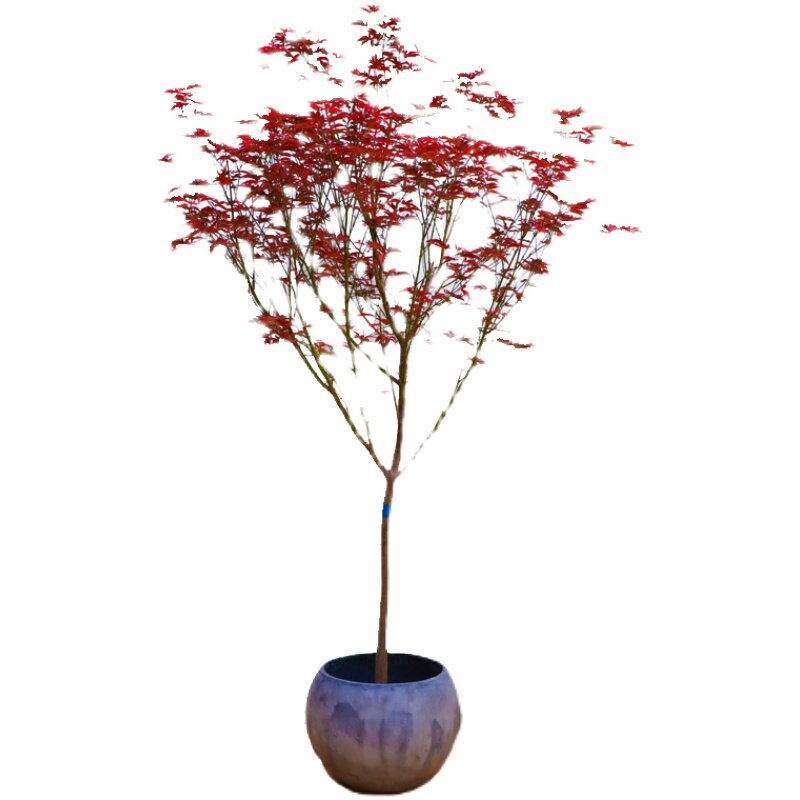 盆栽盆景室外绿植庭院阳台植物