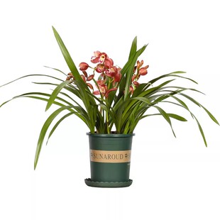 带花剑【特级兰花】高档兰花苗墨兰企黑浓香型兰花四季好养盆栽