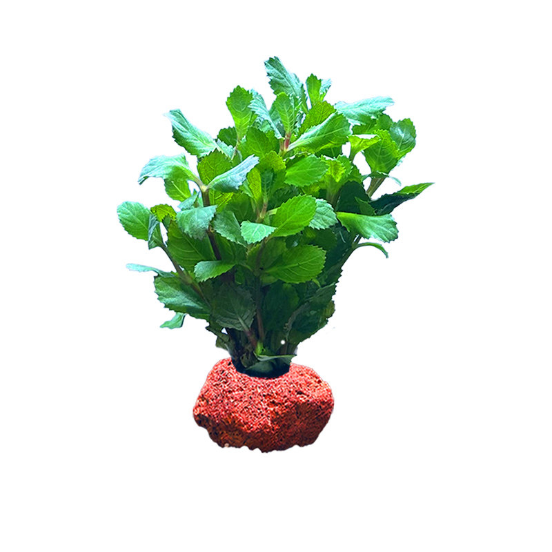 水屿鱼水草植物鱼缸造景阴性水榕水草