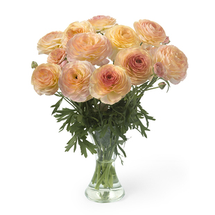 海蒂的花园花毛茛种球蝴蝶进口阳台庭院多年生盆栽地栽植物花卉