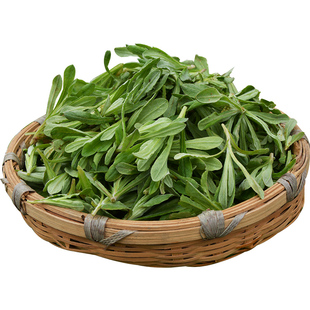 顺丰包邮新鲜鼠曲草食用野生田艾鼠鞠绵菜水萩清明草蒿蒿清明粑粑