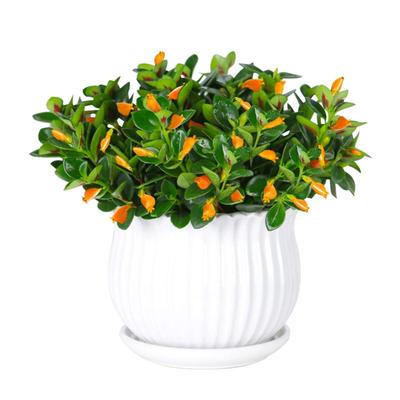 室内客厅豆瓣绿四季金鱼吊兰