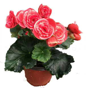 丽格海棠重瓣花卉盆栽四季海棠花苗玫瑰海棠玻璃翠客厅开花植物花