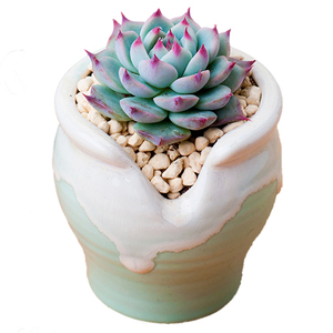 肉肉盆栽室内新款多肉植物组合玉露花盆土套餐新手绿植花卉防辐射