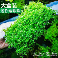 Fish tank landscaping, water plants, foreground, creeping ground, low pearl lawn, mini cowhide ground, Japanese pearl grass, beginner plants thumbnail 2