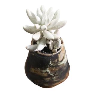 银月白色多肉植物高贵老桩盆栽花卉绿植银蚕群生多头肉肉净化空气