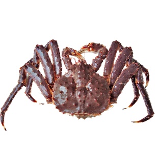 鲜活帝王蟹阿拉斯加俄罗斯帝王蟹霸王蟹超大帝皇蟹长脚蟹5斤一只