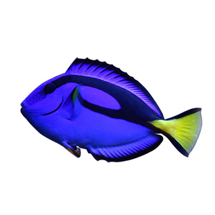 蓝吊粉蓝调七彩吊天狗吊金毛蓝点斑马西瓜独角观赏鱼活体海水生物