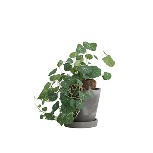 观叶植物泰国圆叶山乌龟办公室室内金不换植物耐养喜阴植物盆栽