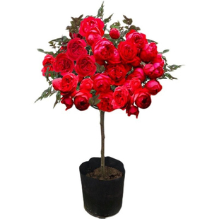 棒棒糖树状月季树桩高杆月季花苗庭院露台植物大花浓香盆栽花卉