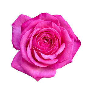 桃花雪月季花苗灌木大苗阳台盆栽切花玫瑰四季耐寒庭院老桩花卉