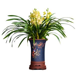 经典蕙兰台北小姐浓香型国兰花苗绿植盆栽四季兰不带花苞秋冬开花