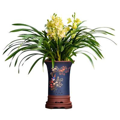 国兰花苗绿植物盆栽浓香型年宵花