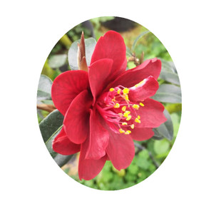 黑骑士茶花苗容易带花苞花卉绿植盆栽实物拍摄产地直销热卖包邮