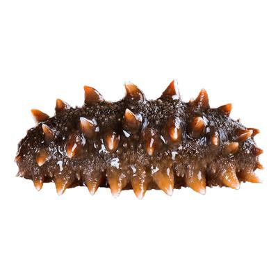 【官方正品】【正宗大连海参】