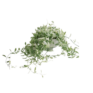 DOLV 豆绿 翡翠恋情人泪 珍珠吊兰多肉植物桌面阳台绿植好养盆栽