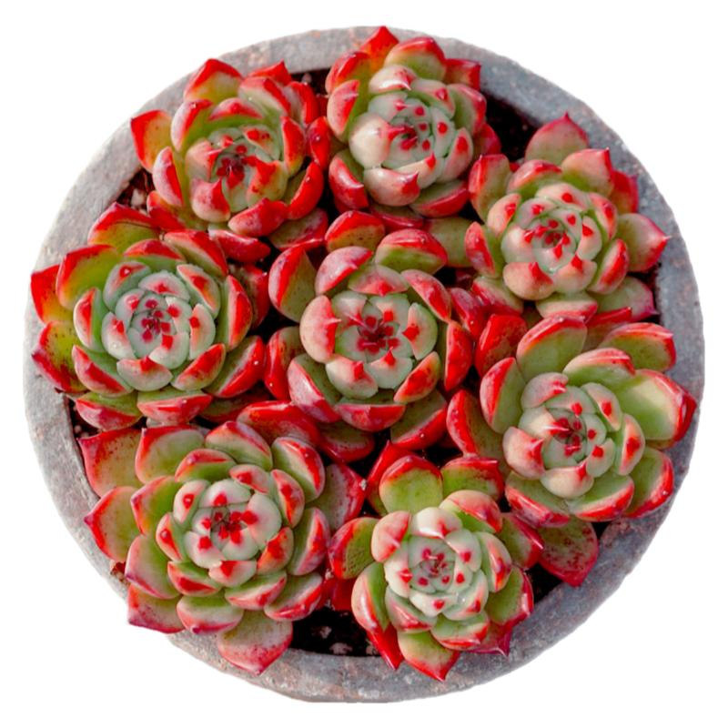 【一物一拍】吉娃娃水蜜桃肉嘟嘟多肉植物组合小盆栽绿植满28包邮