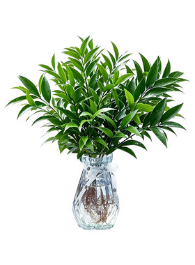 竹柏室内桌面水培植物驱蚊幸运竹