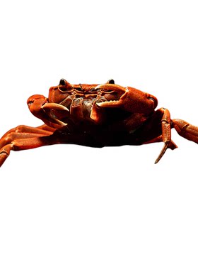 包邮迷你深水恶魔辣椒蟹恶魔蟹
