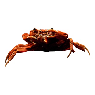 包邮迷你辣椒蟹螃蟹深水蟹豹点蟹相手蟹恶魔蟹蝴蝶蟹除涡虫残渣