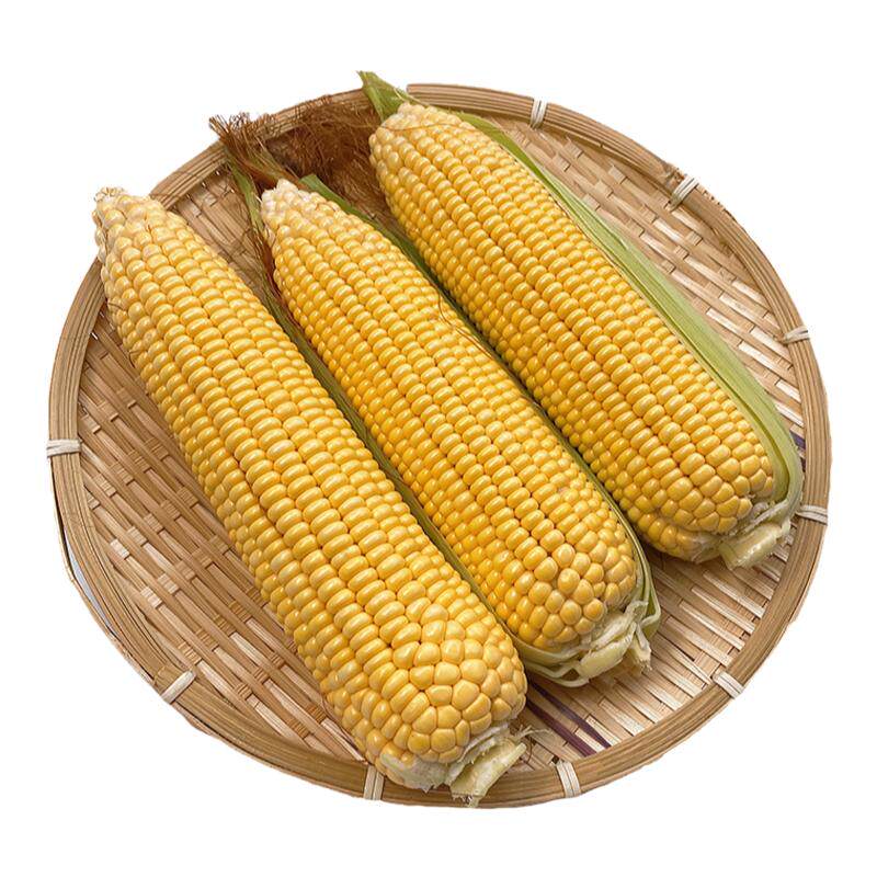 传统老玉米新鲜黄笨玉米带皮现摘