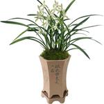 带盆栽好兰花苗建兰四季素心 大凤素夏带花苞出售室内绿植盆栽