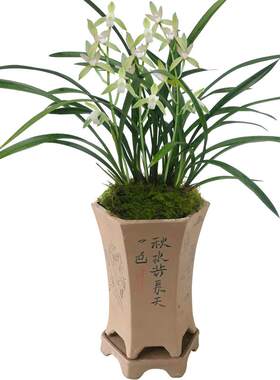 建兰四季大凤素绿植带盆栽好