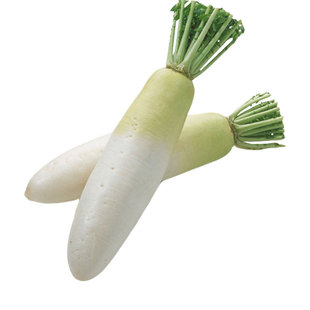 韩国白玉春长白萝卜种子菜种水果四季罗卜蔬菜种籽孑子籽种大全
