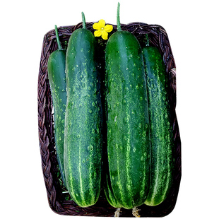 旱黄瓜种子高产四季春季老品种阳台农家夏季本地花青大吊瓜种籽菜