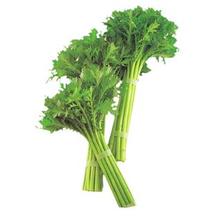 小叶茼蒿种子种籽菜种皇帝菜秋冬季籽种青菜蔬菜孑菜籽茼蒿菜种