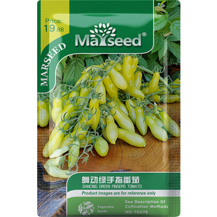 【网红品种】超甜进口舞动绿手指番茄种子籽孑皮薄多汁水果西红柿