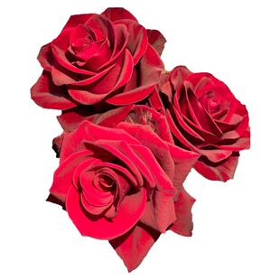 高原红月季花四季浓香灌木大花苗阳台盆栽庭院地栽切花玫瑰花欧月