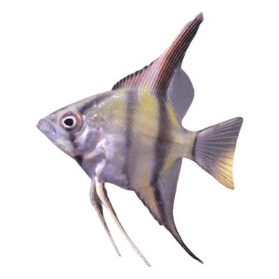 秘鲁燕鱼七彩神仙鱼淡水