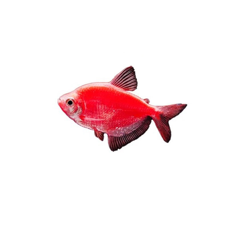 天使鱼观赏鱼七彩鱼活体草缸小型淡水热带鱼苗好养耐活大号红天使