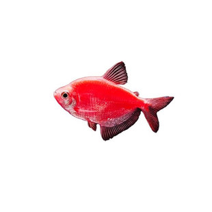 天使鱼观赏鱼七彩鱼活体草缸小型淡水热带鱼苗好养耐活大号红天使