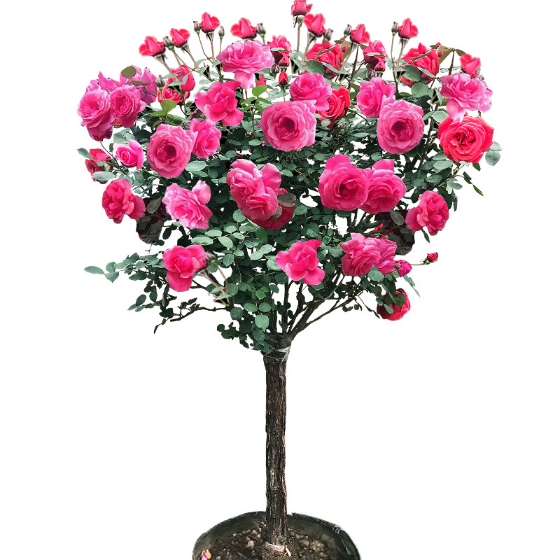 国月特大花玫瑰花树苗棒棒糖树状月季花阳台庭院浓香四季花卉植物